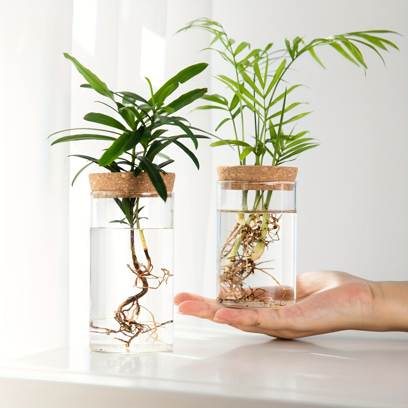 Plant Growth Regulator - User inière en verre pour plantes