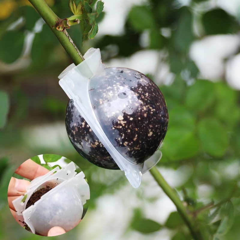 5/30 pièces Boîte de propagati - Plant Growth Regulator avis et prix