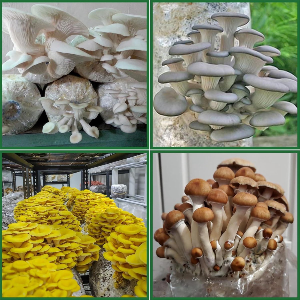 Sacs de culture de champignons - Mushroom Spawn Bag avis et prix