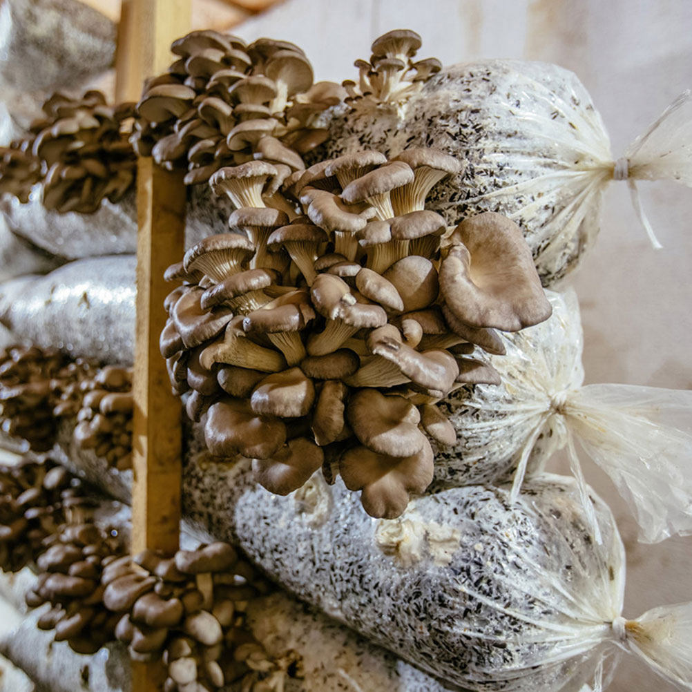 1 ensemble de sacs de culture  - Mushroom Spawn Bag avis et prix