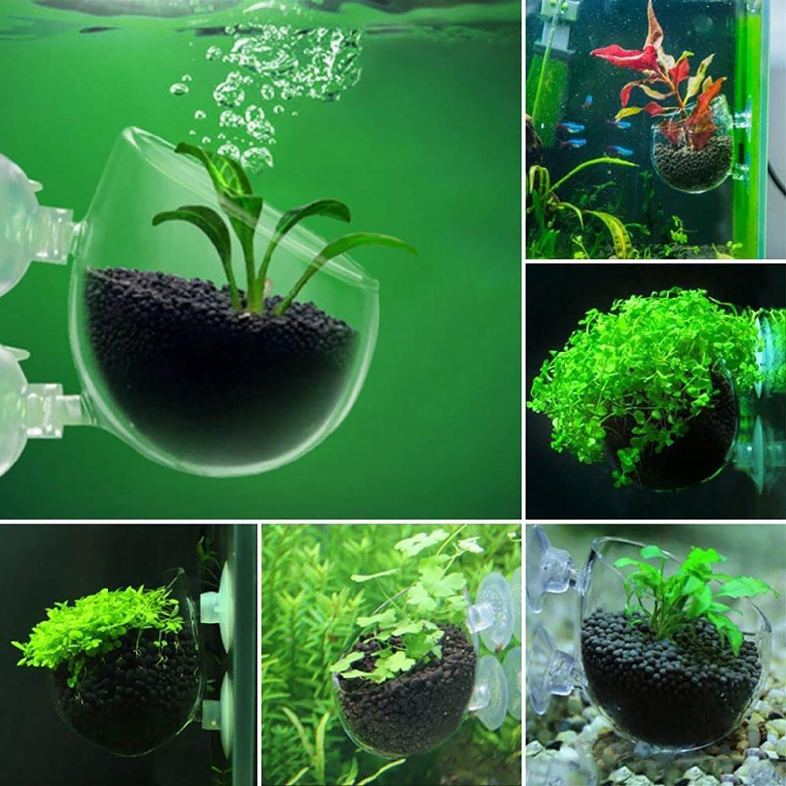 Pot pour plantes aquatiques en - Plant Growth Regulator avis et prix