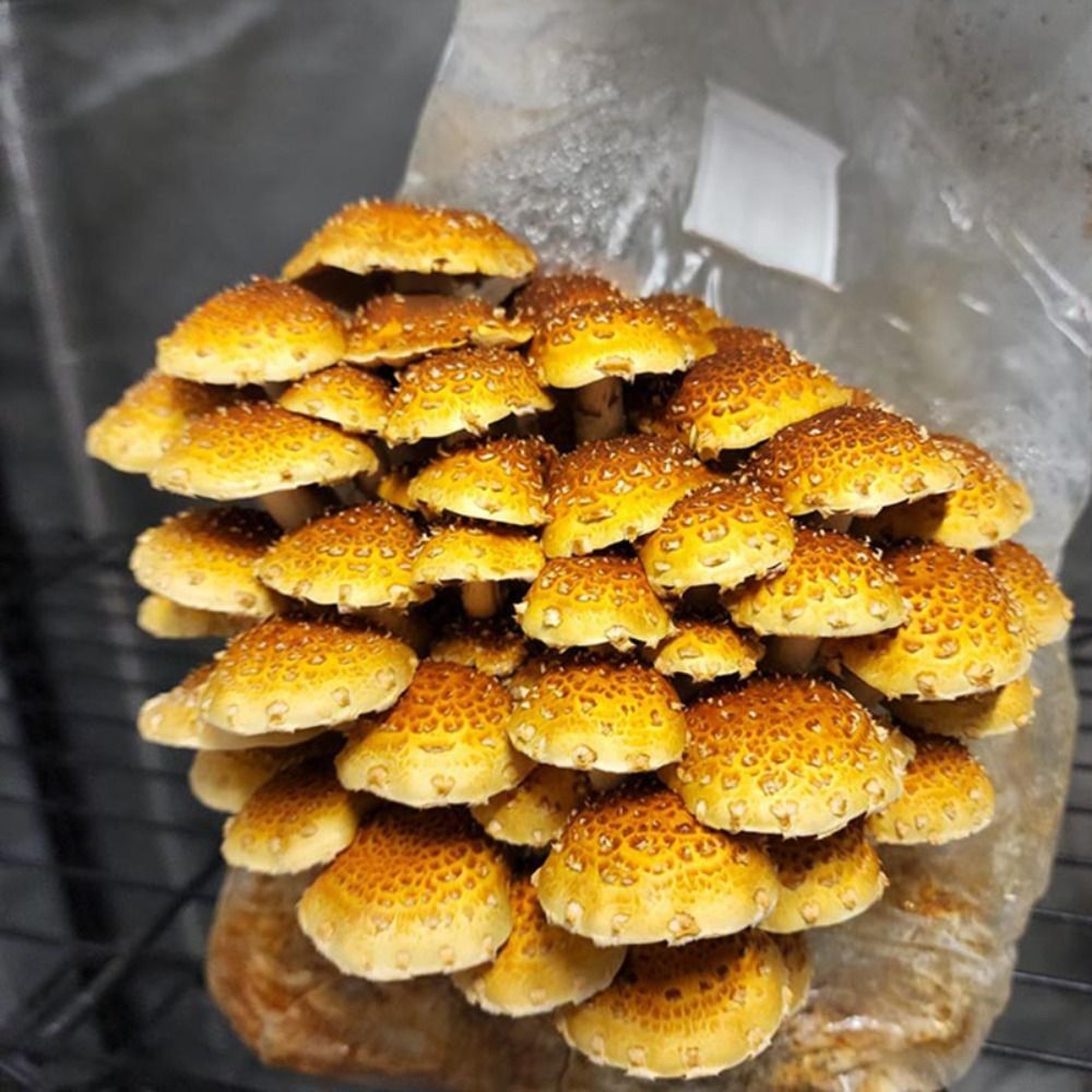 Sac de plantation de champigno - Mushroom Spawn Bag avis et prix